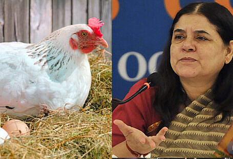 egg-is-made-of-menstrual-blood-of-chicken-maneka-gandhi