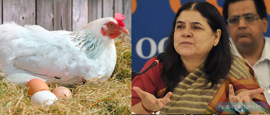 egg-is-made-of-menstrual-blood-of-chicken-maneka-gandhi
