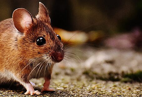 salary-challenge-teachers-set-on-fire-ordinance