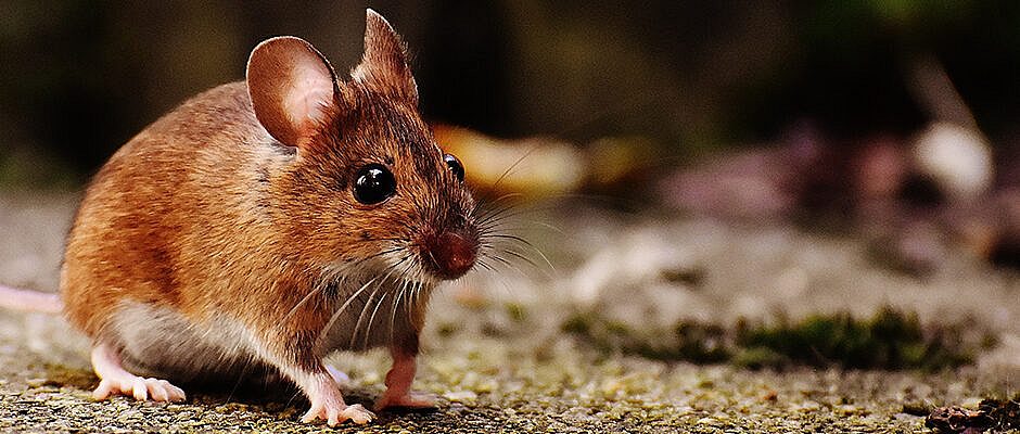 salary-challenge-teachers-set-on-fire-ordinance