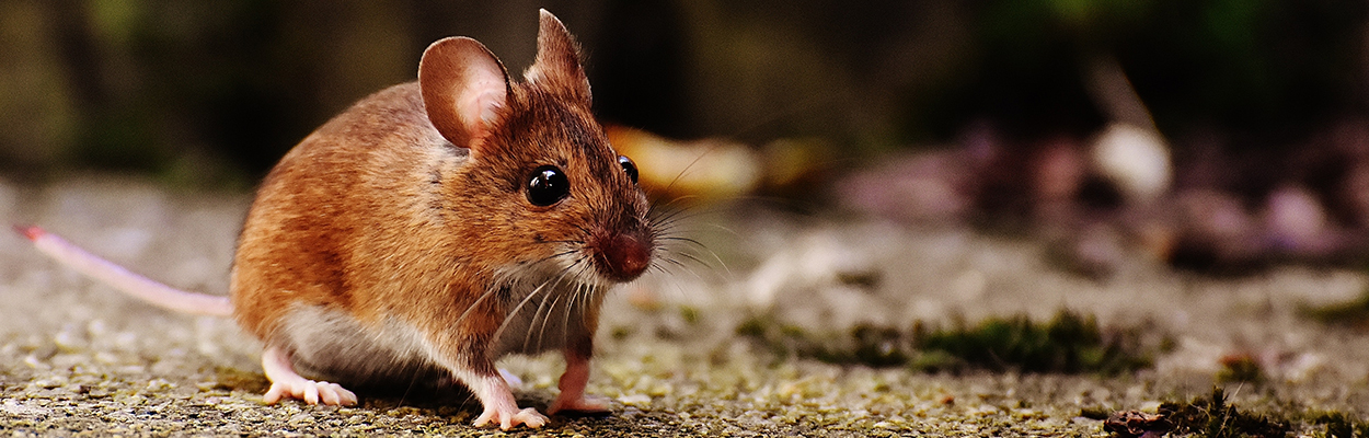 salary-challenge-teachers-set-on-fire-ordinance